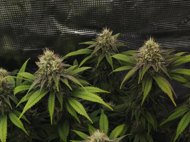 2X Strawberry pop rocks Anesia Seeds. Week 13