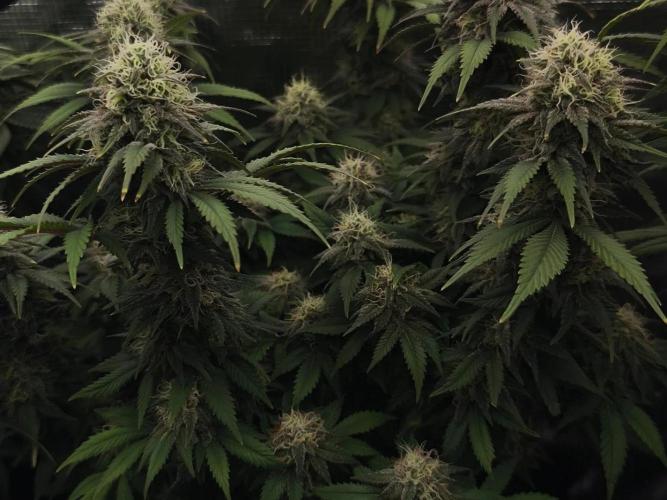 2X Strawberry pop rocks Anesia Seeds. Week 13