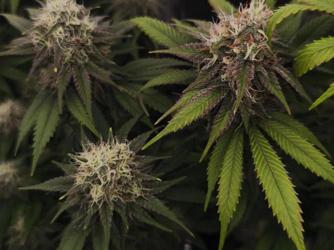 2X Strawberry pop rocks Anesia Seeds. Week 13