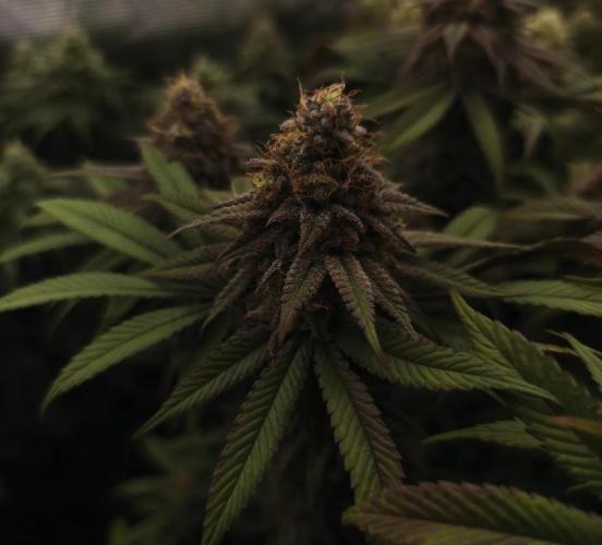 2X Permanent marker MSNL. Week 13