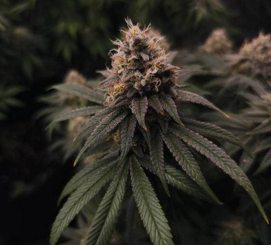 2X Permanent marker MSNL. Week 13