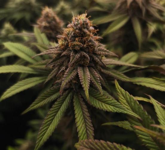 2X Permanent marker MSNL. Week 13