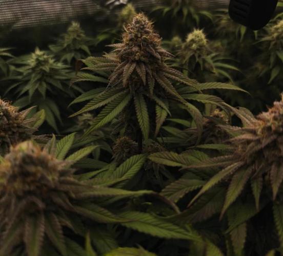 2X Permanent marker MSNL. Week 13