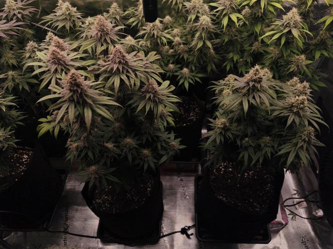 2X Permanent marker MSNL. Week 13