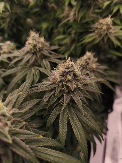 2X Permanent marker MSNL. Week 13