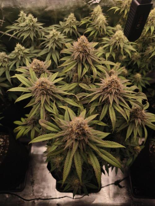 2X Permanent marker MSNL. Week 13