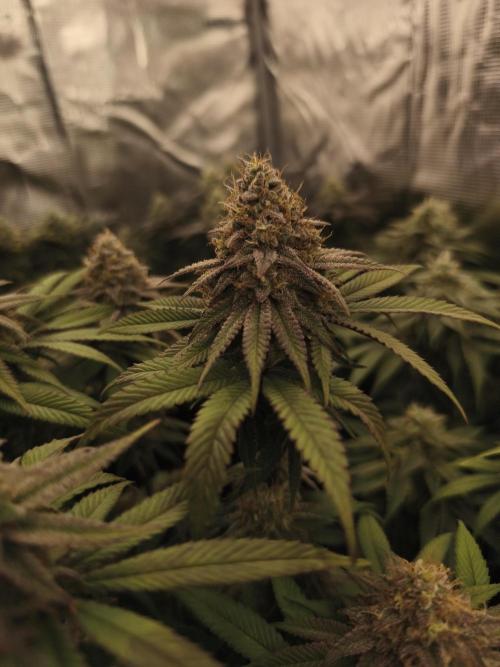 2X Permanent marker MSNL. Week 13