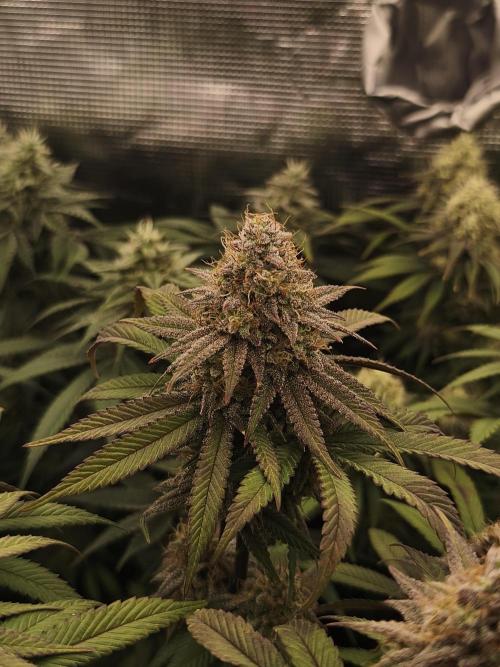 2X Permanent marker MSNL. Week 13