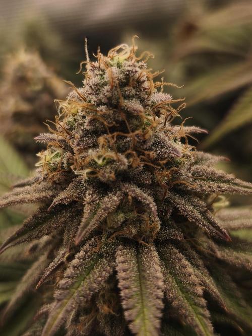 2X Permanent marker MSNL. Week 13