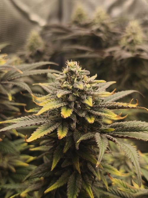 1X Blue Cookies  MSNL. Week 13