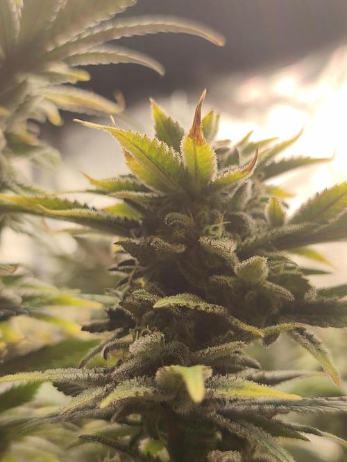 1X Blue Cookies  MSNL. Week 13