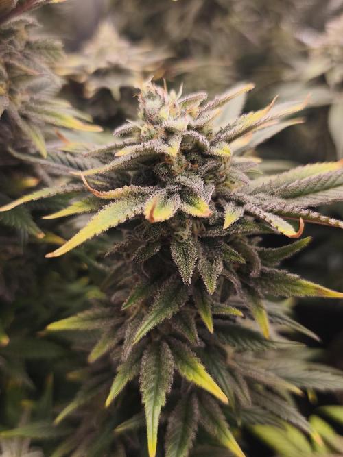 1X Blue Cookies  MSNL. Week 13