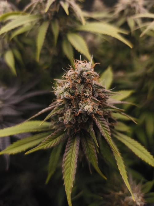 2X Strawberry pop rocks Anesia Seeds. Week 14