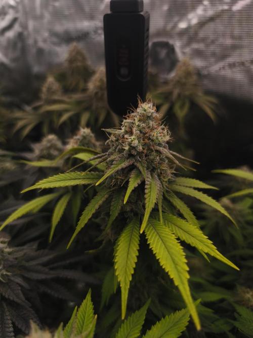 2X Strawberry pop rocks Anesia Seeds. Week 14