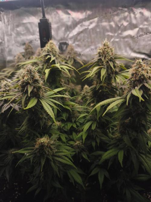 2X Strawberry pop rocks Anesia Seeds. Week 14