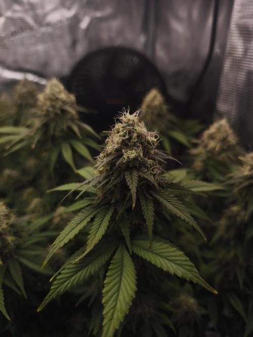 2X Strawberry pop rocks Anesia Seeds. Week 14