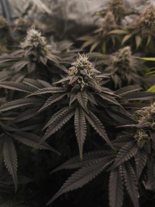 2x Fryday Boof Anesia Seeds. Week 14