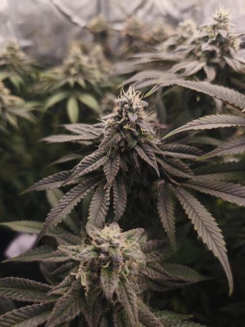 2x Fryday Boof Anesia Seeds. Week 14