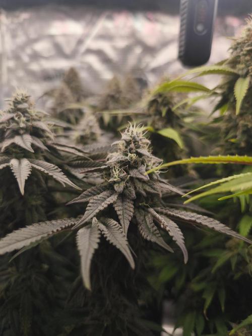 2x Fryday Boof Anesia Seeds. Week 14