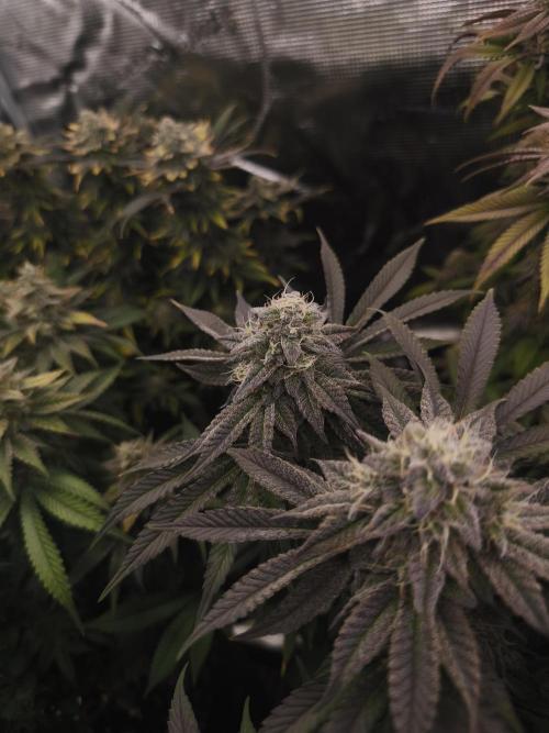 2x Fryday Boof Anesia Seeds. Week 14