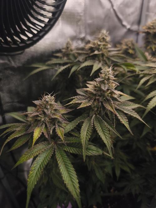 2x Fryday Boof Anesia Seeds. Week 14