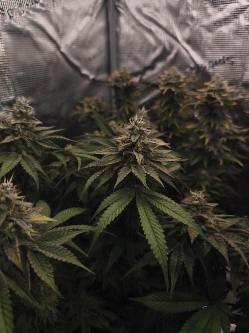 2x Fryday Boof Anesia Seeds. Week 14