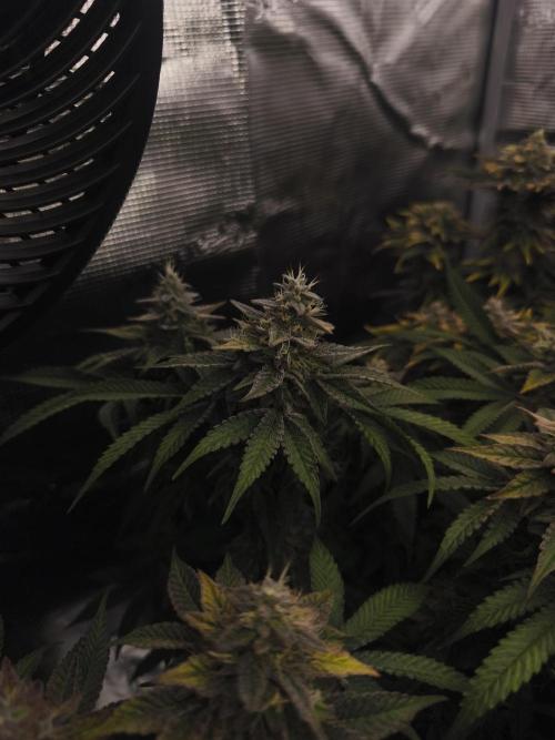 2x Fryday Boof Anesia Seeds. Week 14