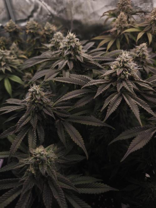 2x Fryday Boof Anesia Seeds. Week 14