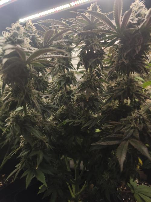 2x Fryday Boof Anesia Seeds. Week 14