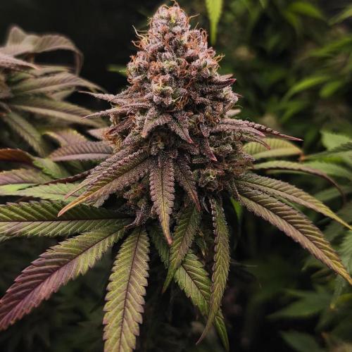 2X Permanent marker MSNL. Week 14