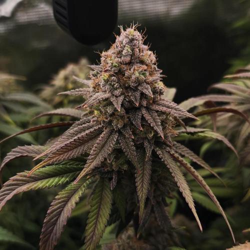 2X Permanent marker MSNL. Week 14