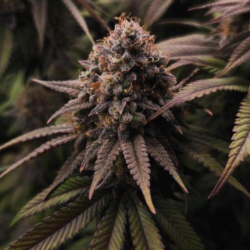 2X Permanent marker MSNL. Week 14