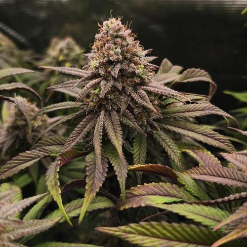 2X Permanent marker MSNL. Week 14