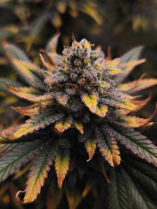 1X Blue Cookies  MSNL. Week 14