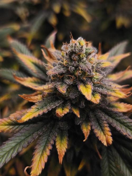 1X Blue Cookies  MSNL. Week 14