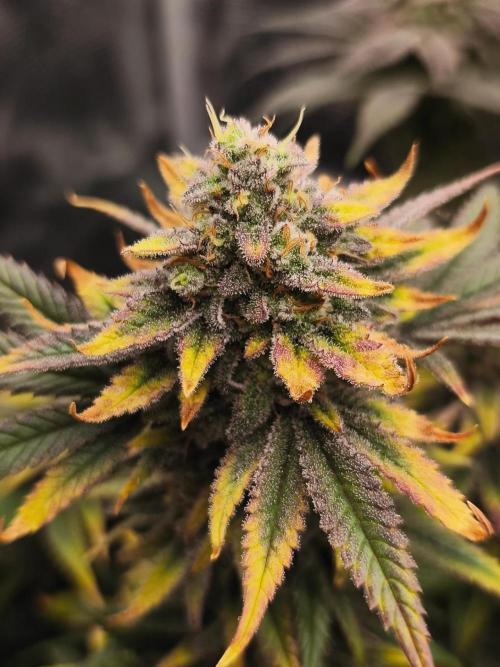 1X Blue Cookies  MSNL. Week 14