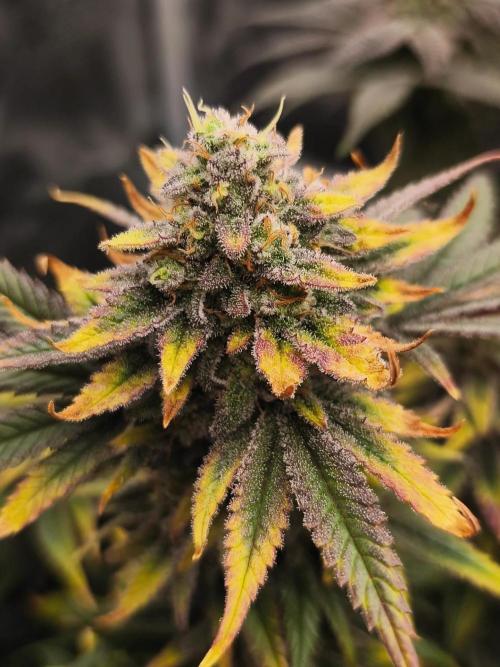 1X Blue Cookies  MSNL. Week 14