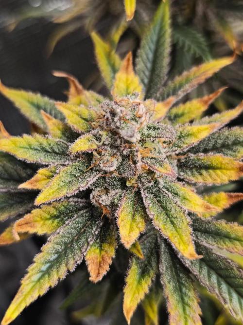 1X Blue Cookies  MSNL. Week 14