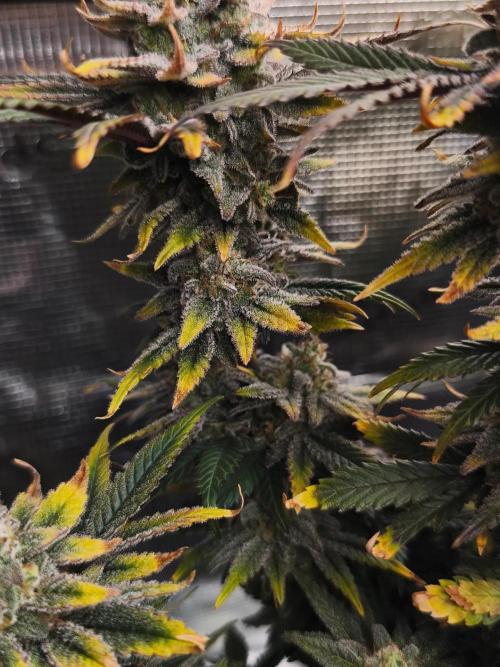 1X Blue Cookies  MSNL. Week 14