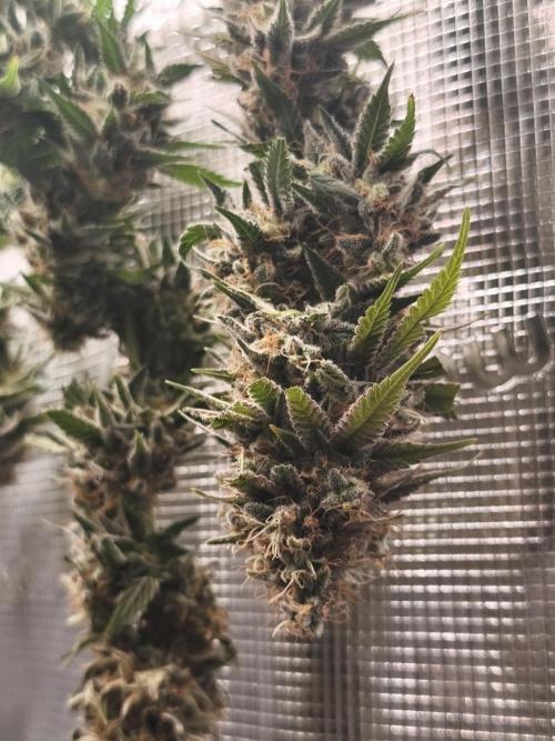 2X Strawberry pop rocks Anesia Seeds. Week 15