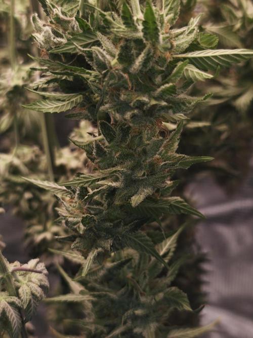 2X Strawberry pop rocks Anesia Seeds. Week 15