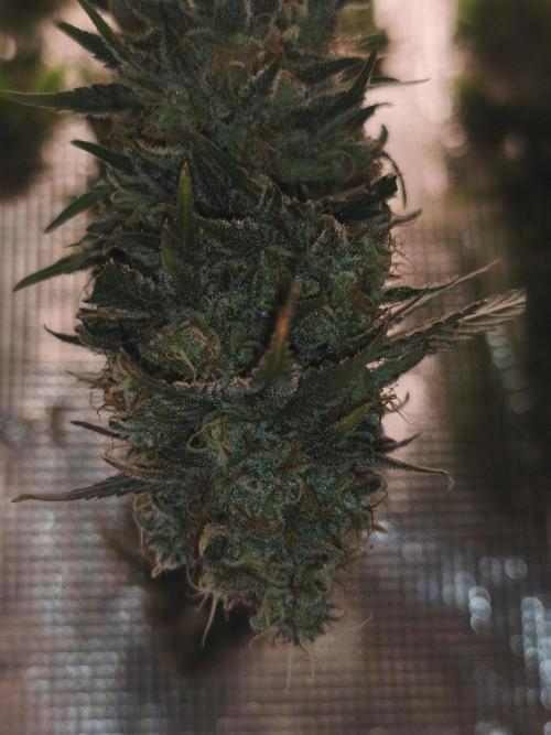 2X Strawberry pop rocks Anesia Seeds. Week 15