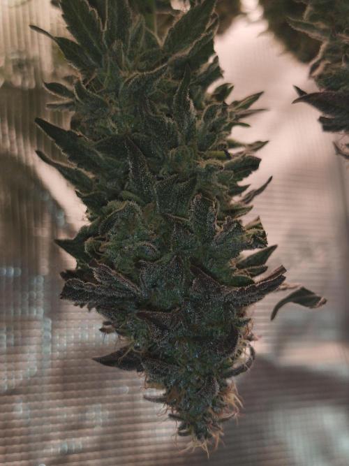 2X Strawberry pop rocks Anesia Seeds. Week 15