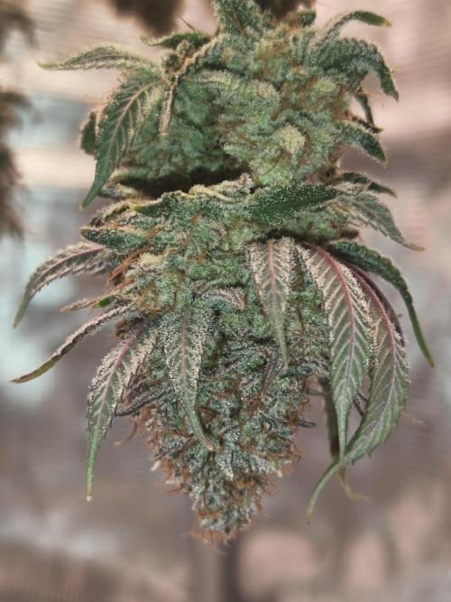 2X Permanent marker MSNL. Week 15