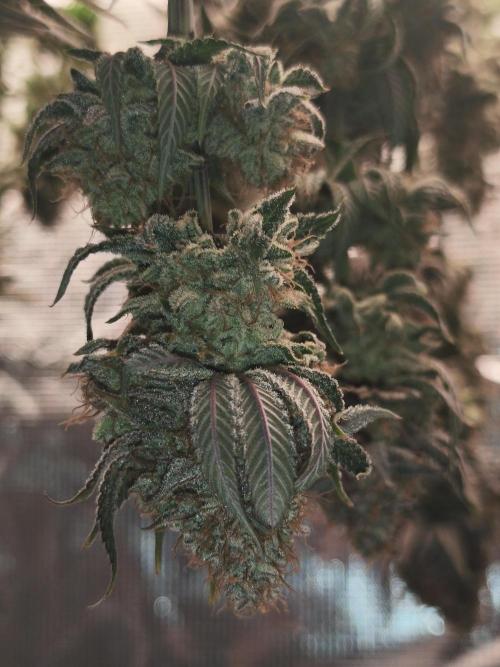 2X Permanent marker MSNL. Week 15