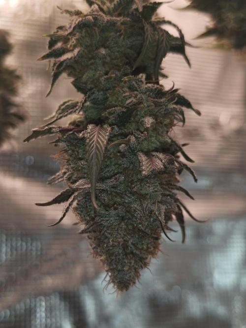 2X Permanent marker MSNL. Week 15