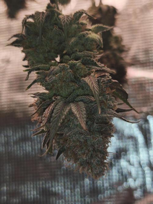 2X Permanent marker MSNL. Week 15