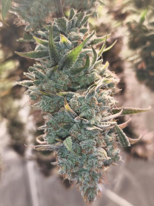 2X Permanent marker MSNL. Week 15