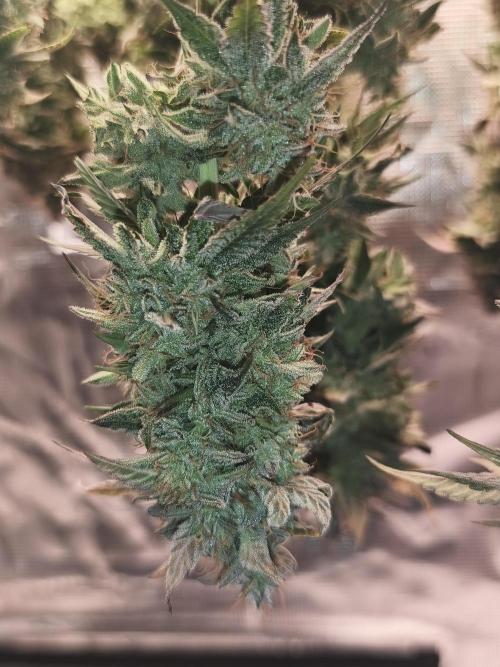 2x Fryday Boof Anesia Seeds. Week 15