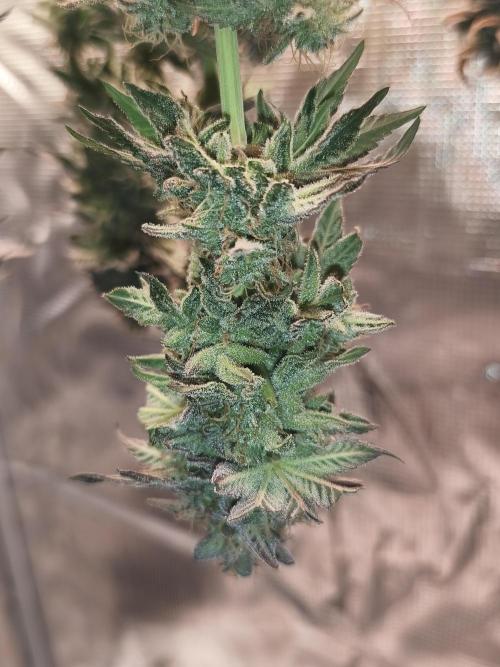 2x Fryday Boof Anesia Seeds. Week 15